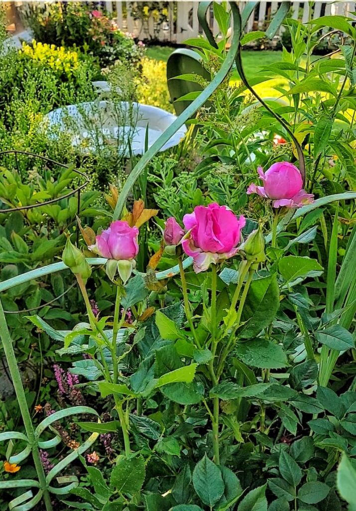 Anna's Promise hybrid tea roses
