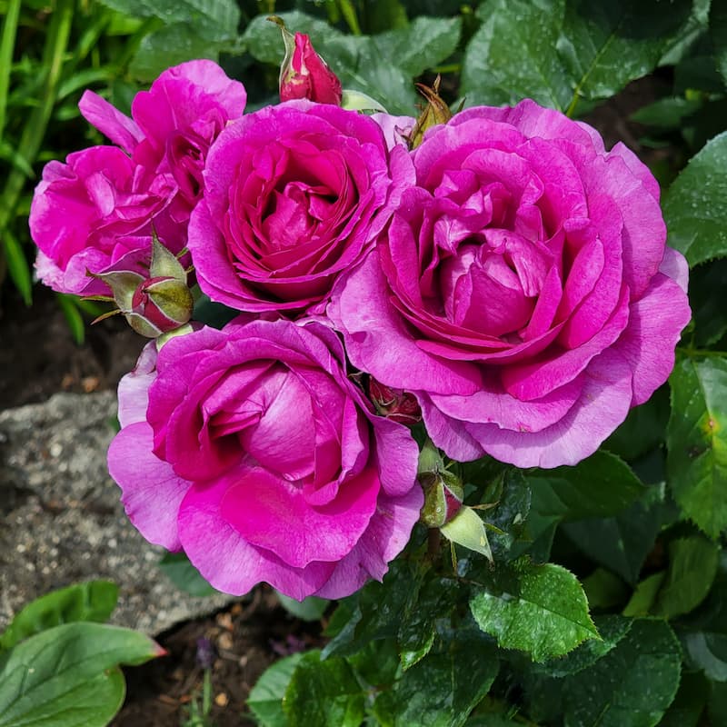 fuchsia roses