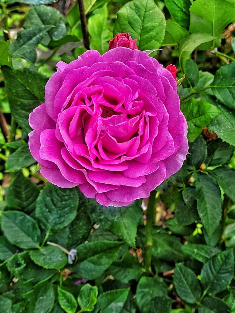 May gardening to-dos:  fuchsia rose