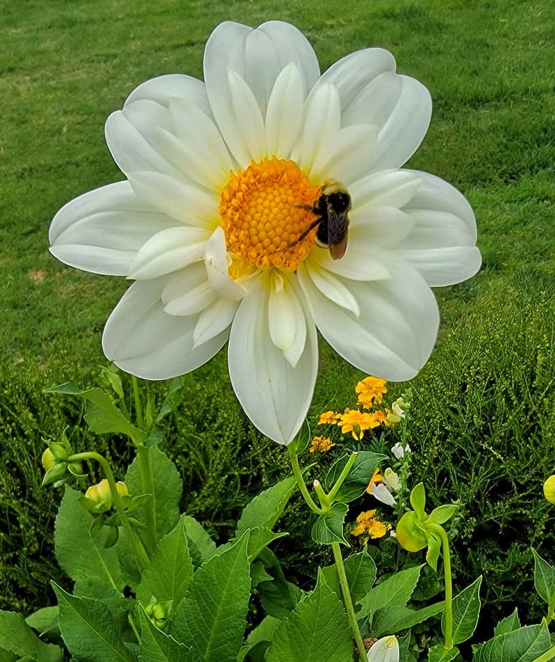 cream dahlia with bee pollinating