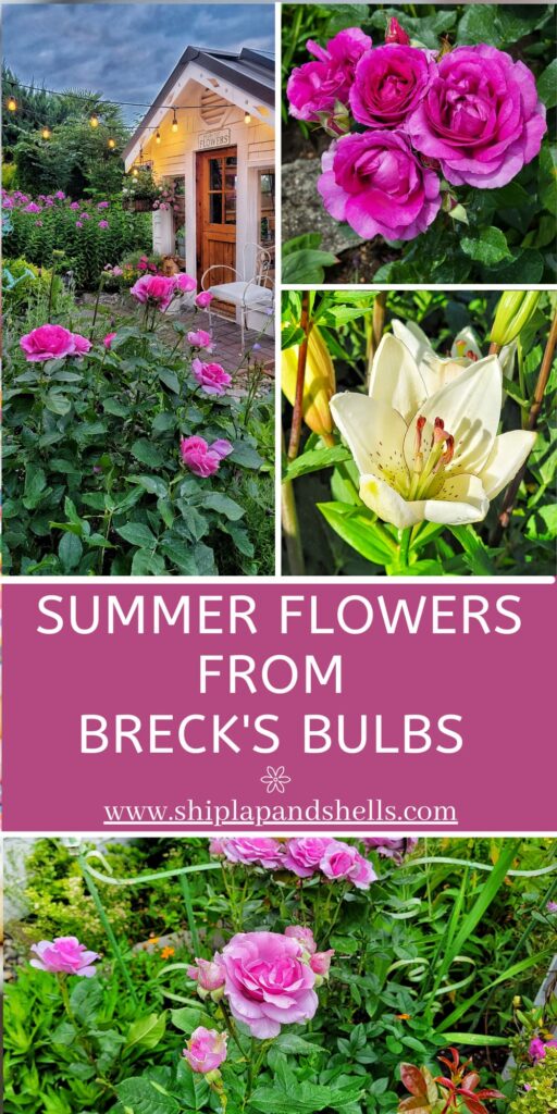 Breck's Bulbs summer flowers