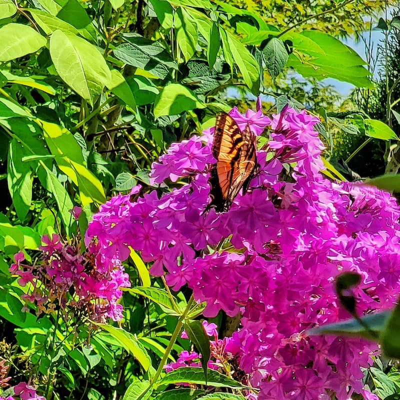 phlox and monarch butterfly