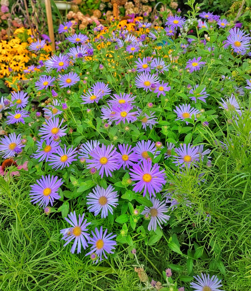 plants for fall planters: asters