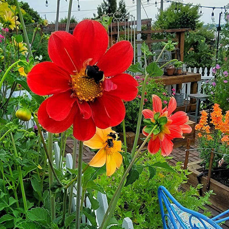 Attract Bees and Other Pollinators to the Garden with dahlias