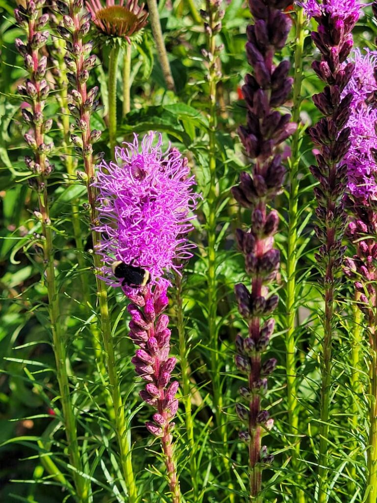 Attract Bees and Other Pollinators to the Garden with blazing star