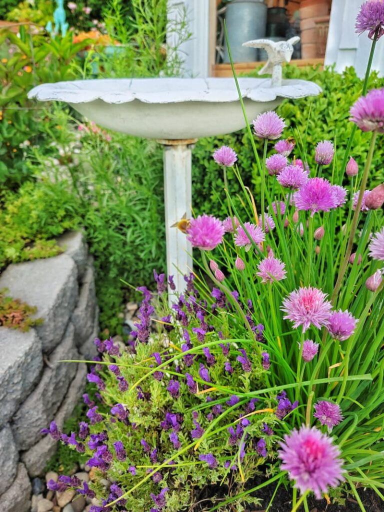 bird bath in cottage garden with lavender and chives