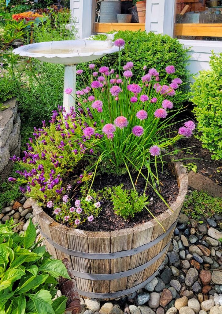 chives and other herbs in a wine barrel