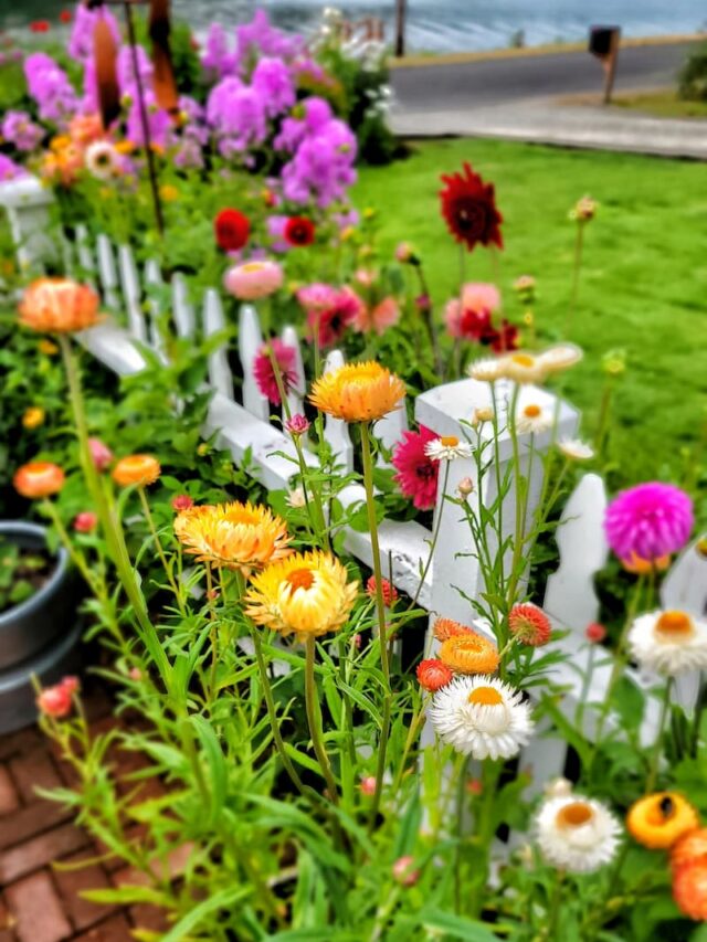6 Reasons to Include Strawflowers in Your Garden