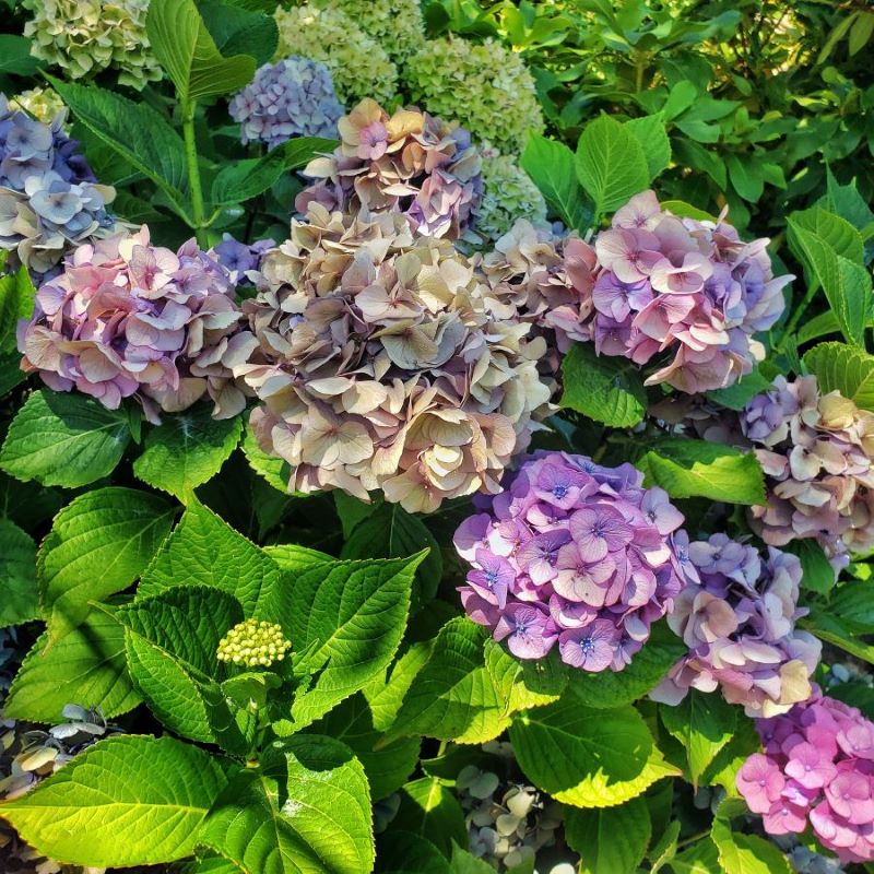 hydrangeas in the garden at the end of the season