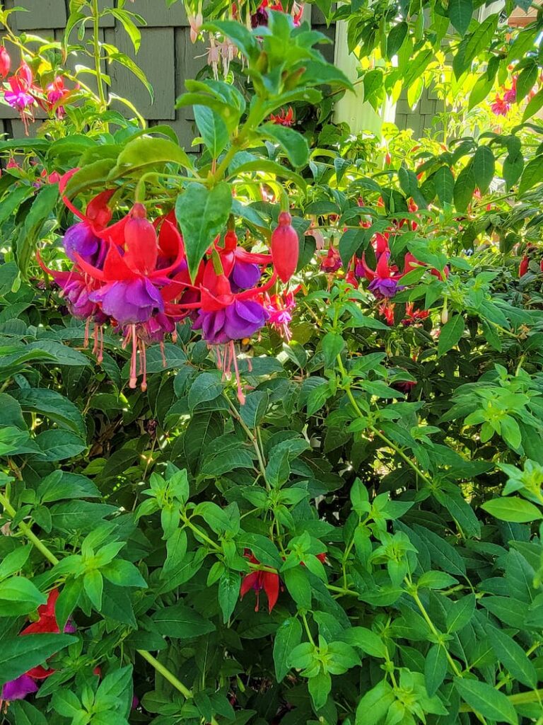 Attract Bees and Other Pollinators to the Garden with fuchsias