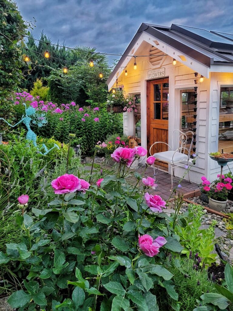 Summer cottage garden and greenhouse with pink roses