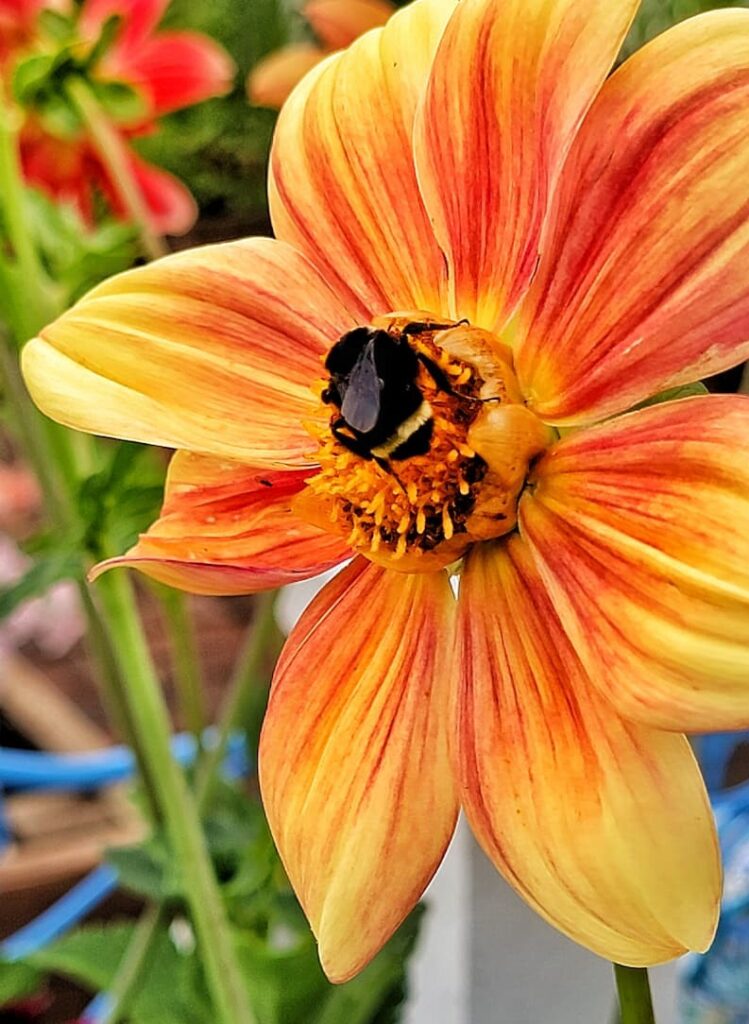 peach colored dahlia with bee