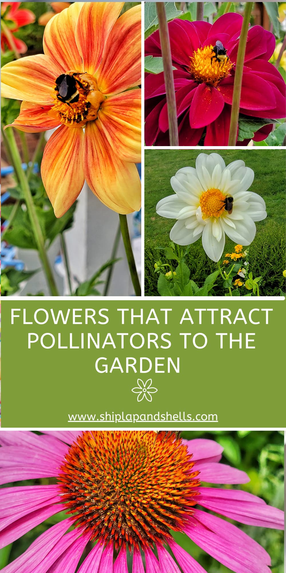 How to Attract Pollinators to Your Summer Garden Shiplap and Shells