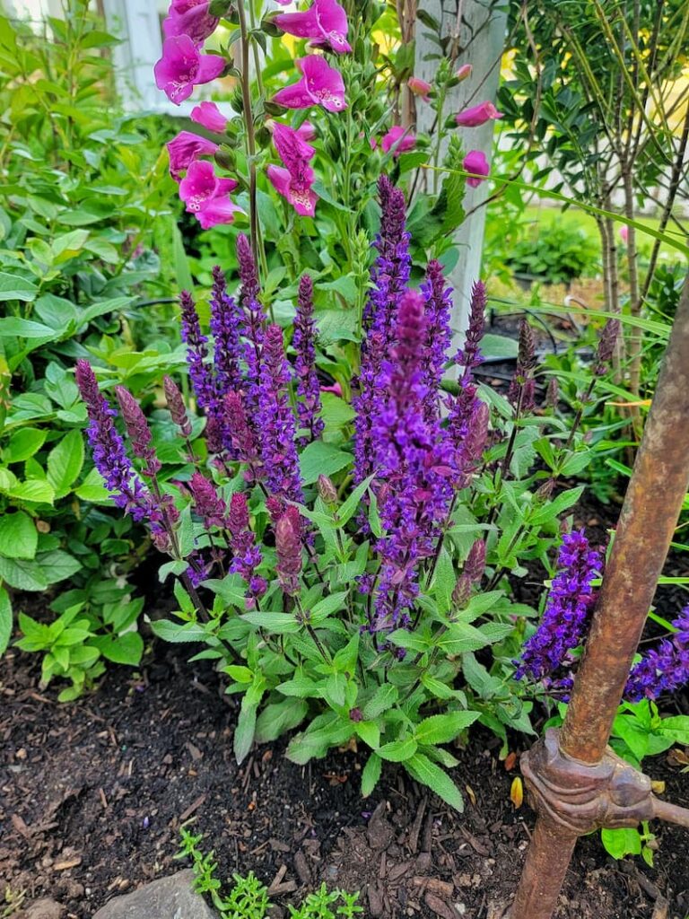 Attract Bees and Other Pollinators to the Garden with salvia