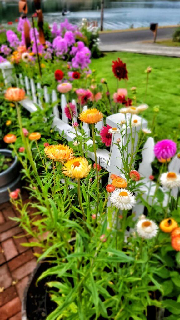 bright colored strawflowers in the cut flower garden