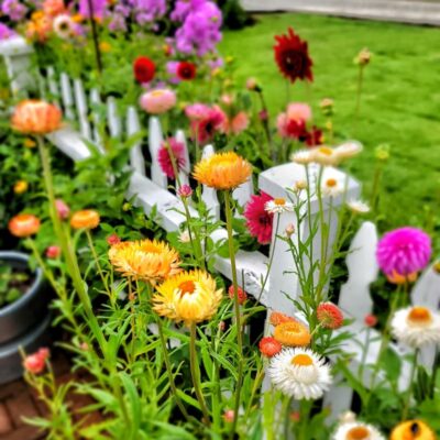 How to Grow Strawflowers For Your Cut Flower Garden From Seed Indoors