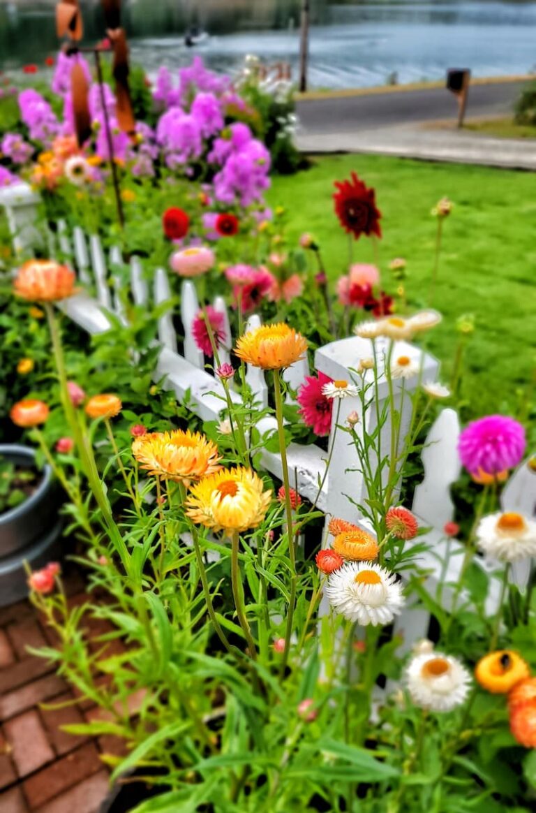 How to Grow Strawflowers For Your Cut Flower Garden From Seed Indoors
