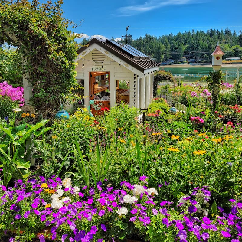 Summer cottage garden with greenhouse and purple petunias