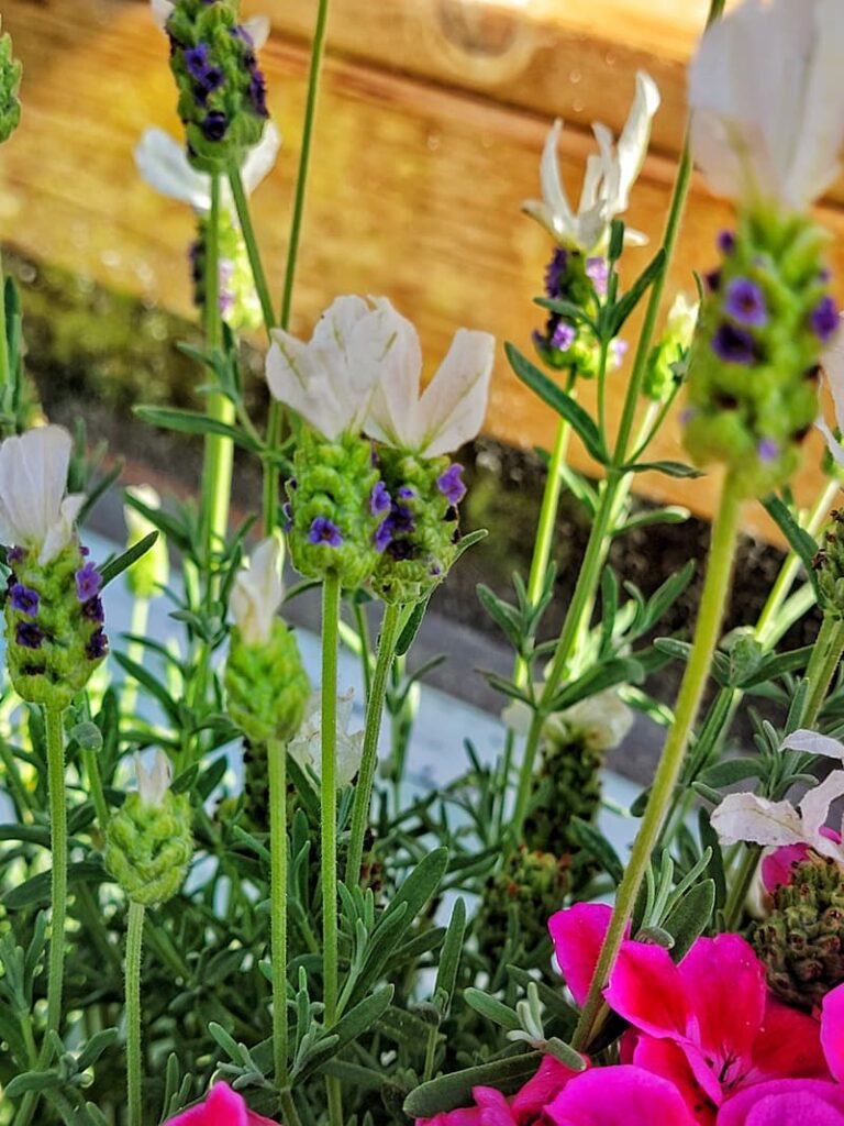 deer resistant plants: white lavender