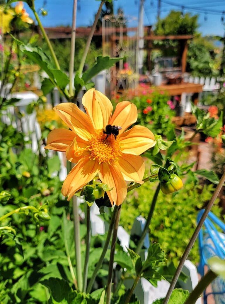 How to Attract Pollinators to Your Garden - Shiplap and Shells