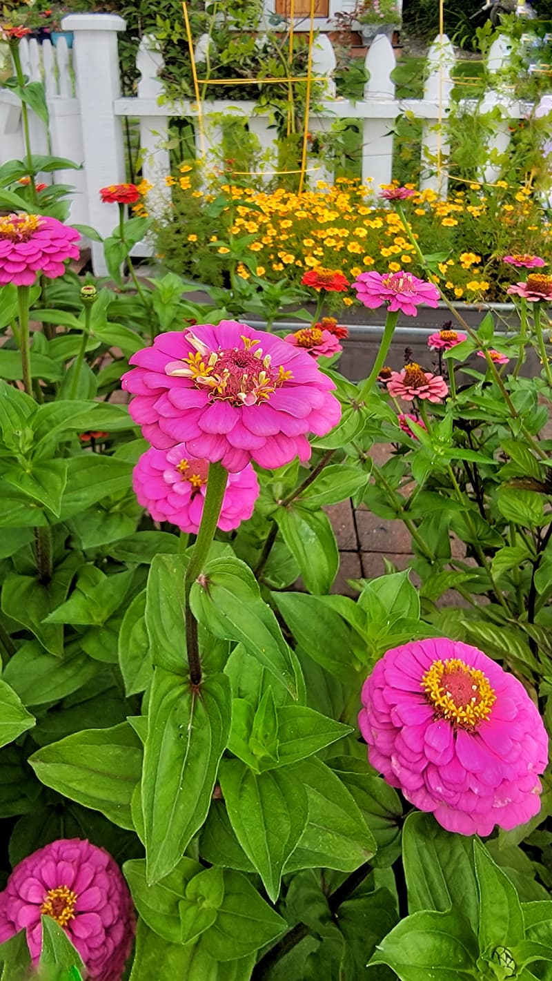 How to Grow Zinnias For Your Cut Flower Garden From Seed Indoors