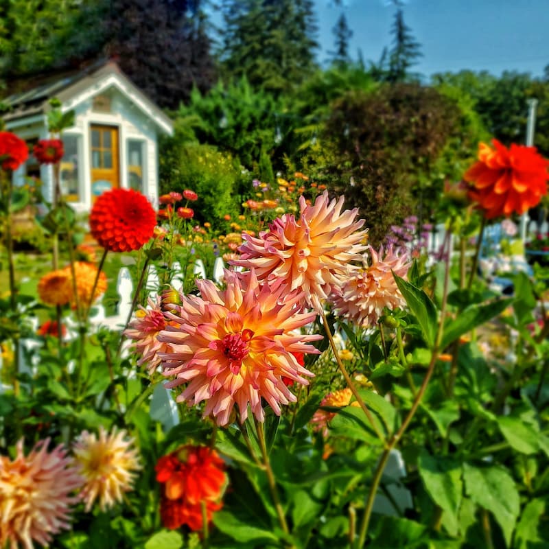 dahlias in front of the greenhouse