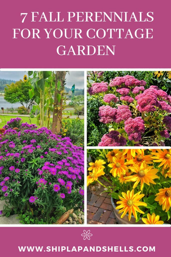 7 fall perennials for your cottage garden