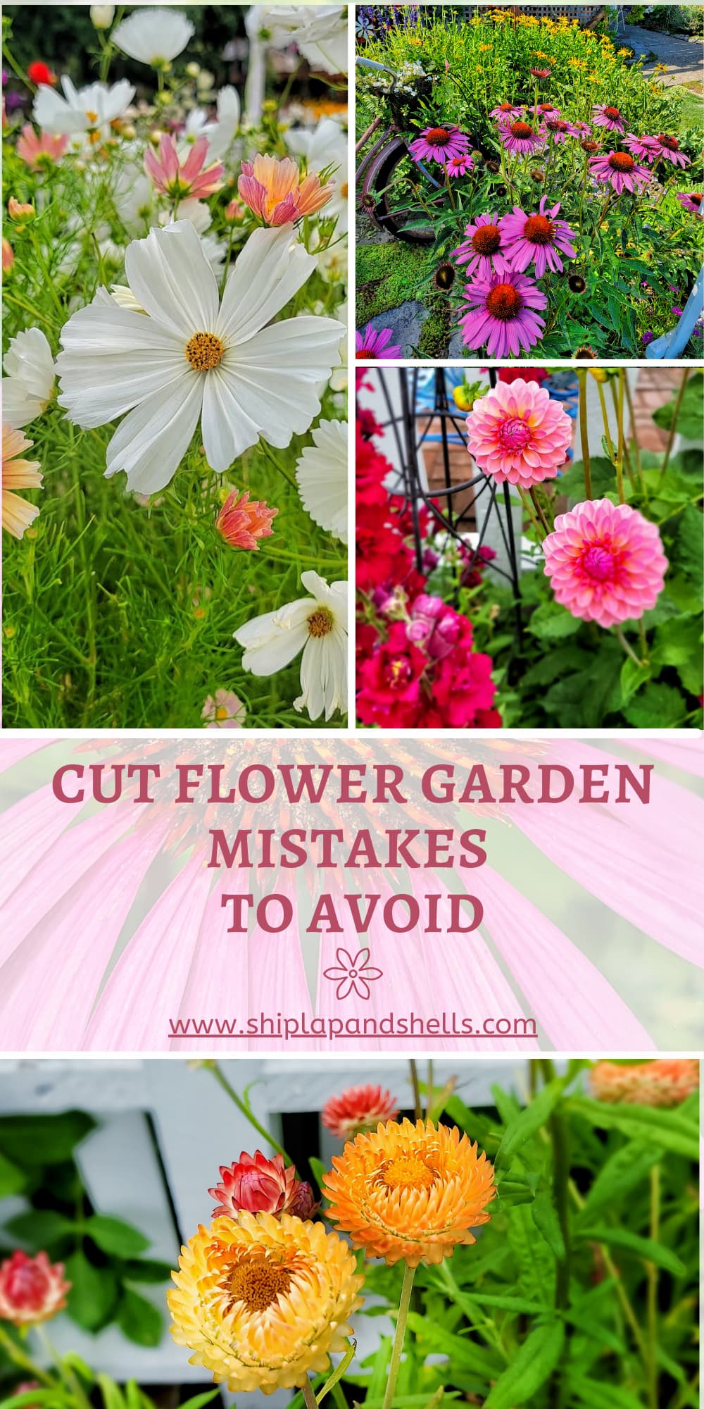 8 Mistakes I Made in My Cut Flower Garden This Year - Shiplap and Shells