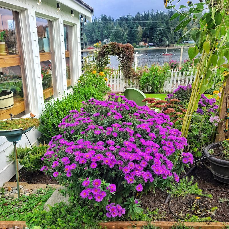 prepare garden for winter: purple asters in the cottage garden