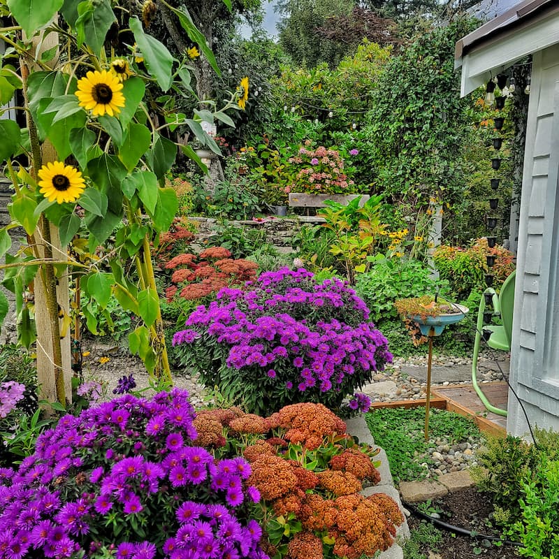 asters, sunflowers and sedum autumn joy in the September cottage garden