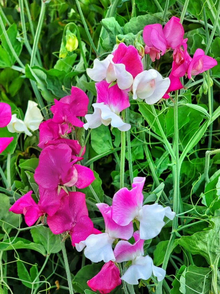 sweet peas - Difference Between Annual and Perennial Plants