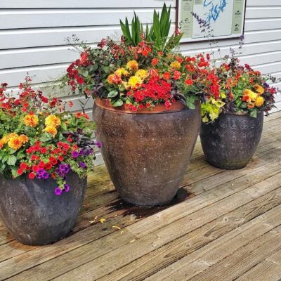 How to Grow a Flower Container Garden for Beginners - Shiplap and Shells