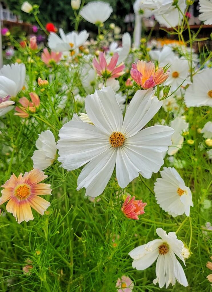 white and apricot cosmos
