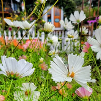 How to Grow Cosmos For Your Cut Flower Garden From Seed Indoors