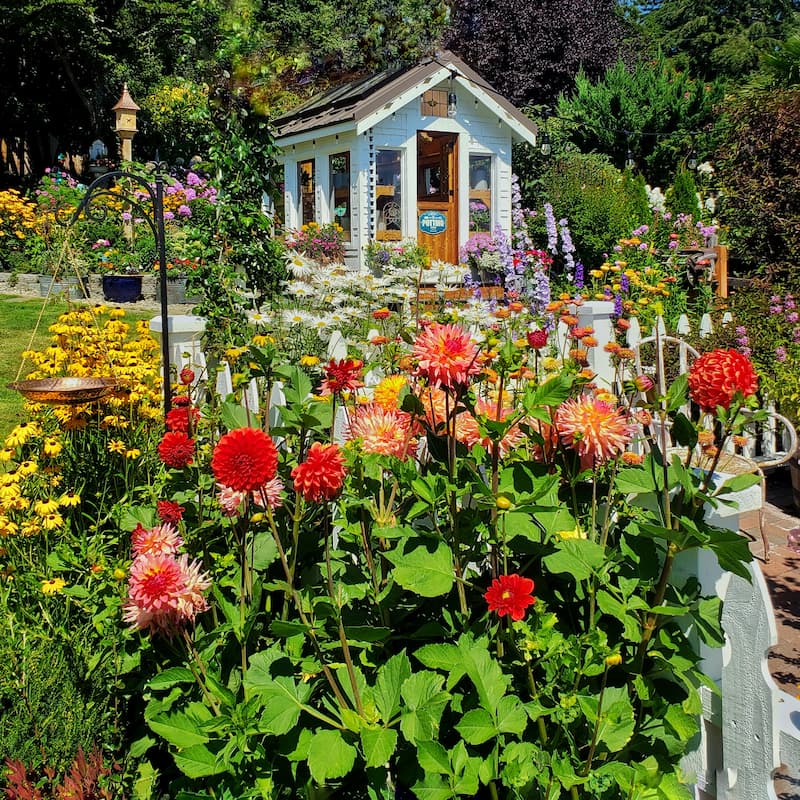 Summer cottage garden and greenhouse with dahlias