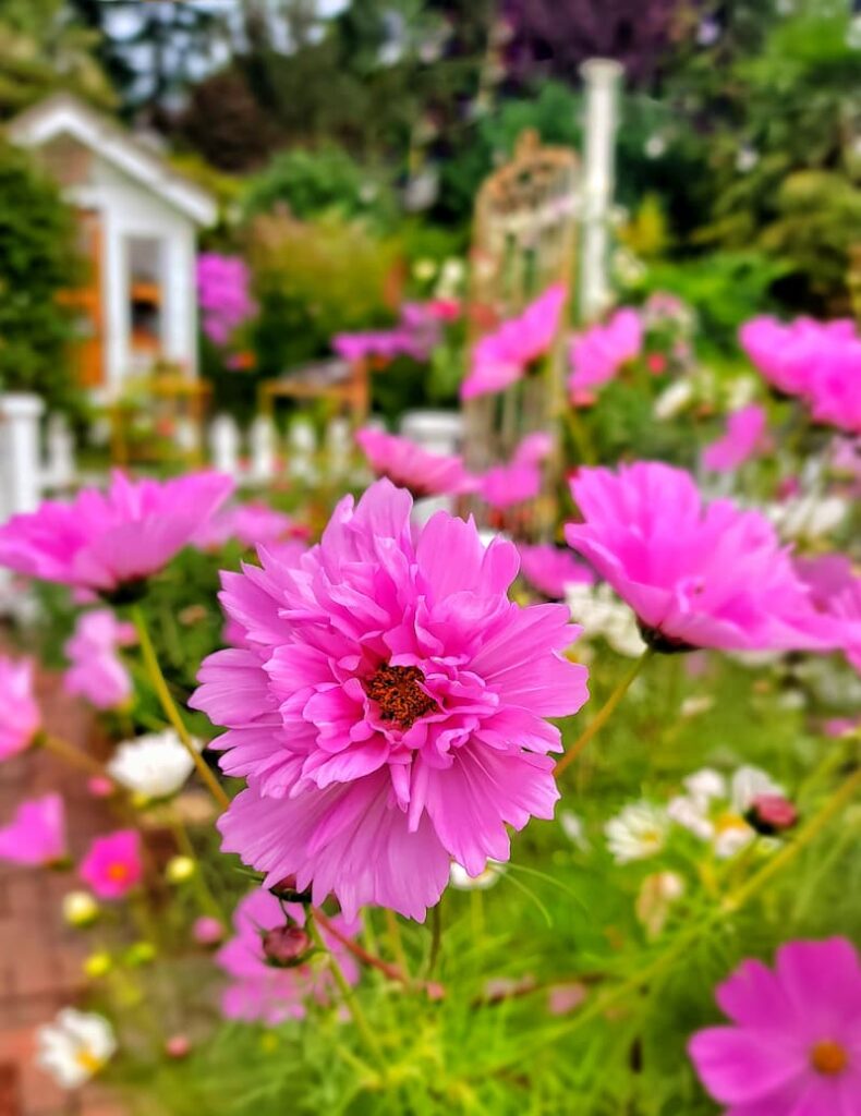 pink cosmos in cut flower garden