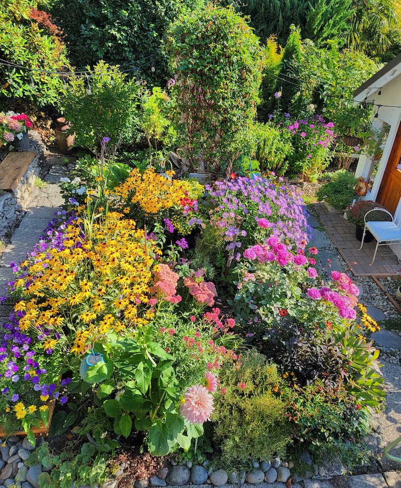 Transition garden to fall  with fall annuals and perennials