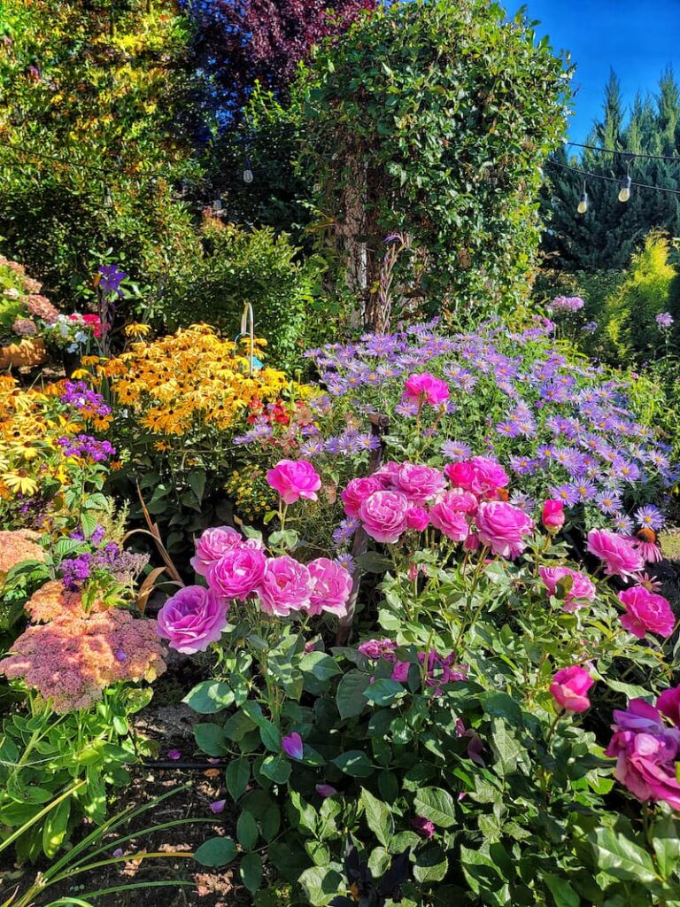 7 Fall Perennials That Will Give Your Cottage Garden the Wow Factor
