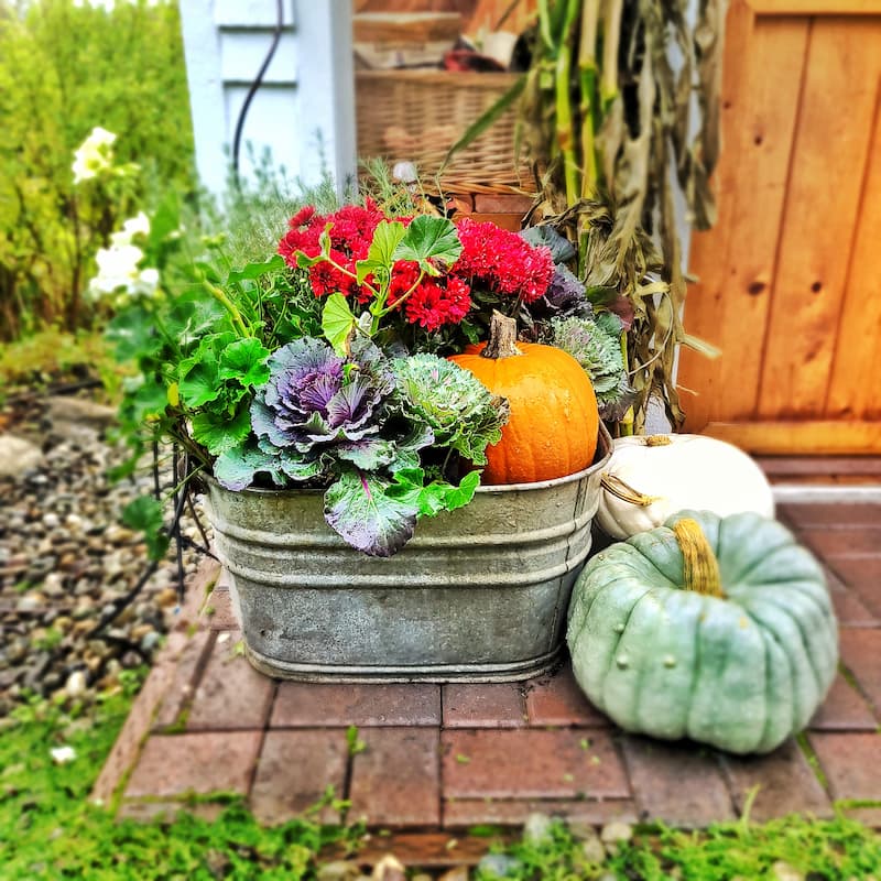fall flowers and plants with pumpkins in galvanized container