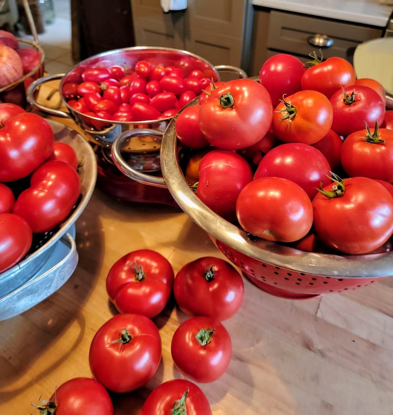 harvested tomatoes from the September garden