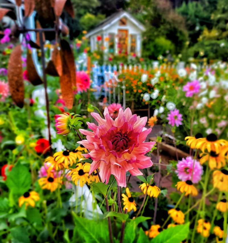 cut flower garden with pink dahlia