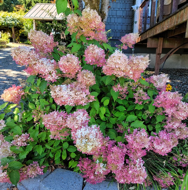 fall hydrangeas in dusty rose color in the garden