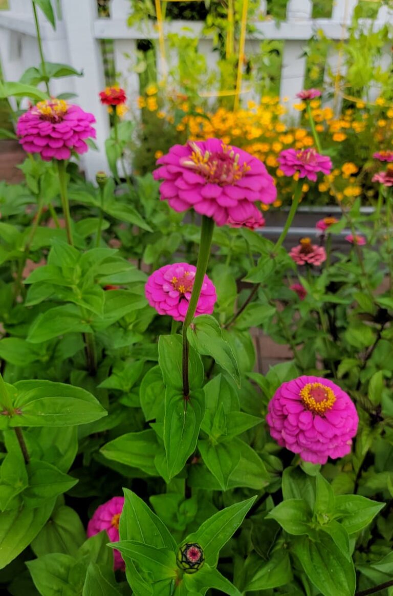 How to Grow Zinnias For Your Cut Flower Garden From Seed Indoors