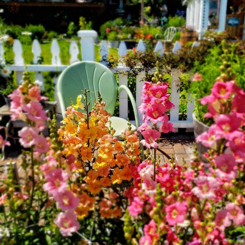 snapdragons in garden with green metal chair