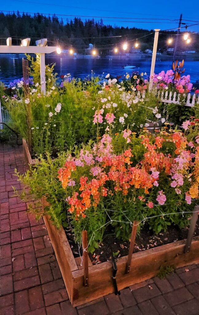 evening view of the summer cut flower raised beds
