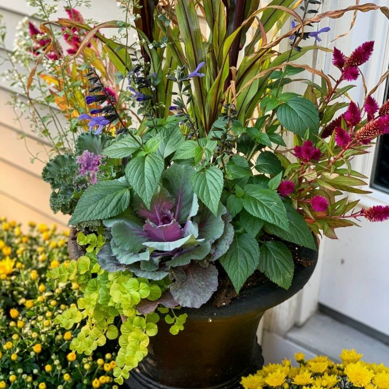fall flower container tips for planting  