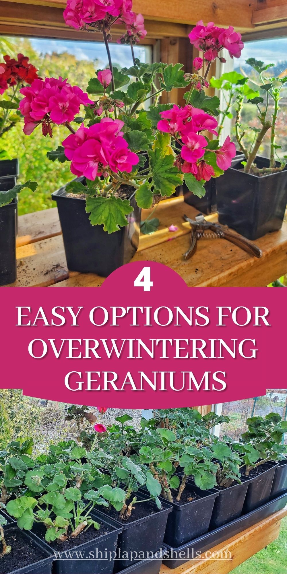 4 Easy Options For Overwintering Your Geraniums - Shiplap And Shells