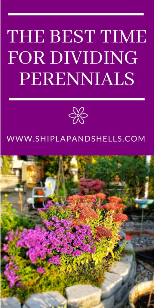 The Best Time for Dividing Perennials