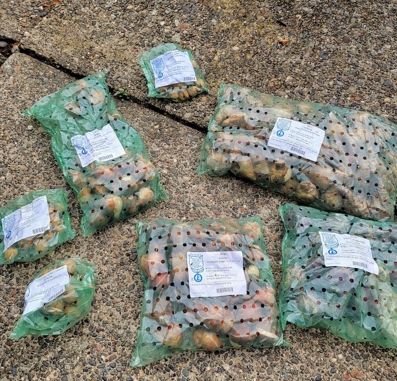 spring bulbs to plant in fall