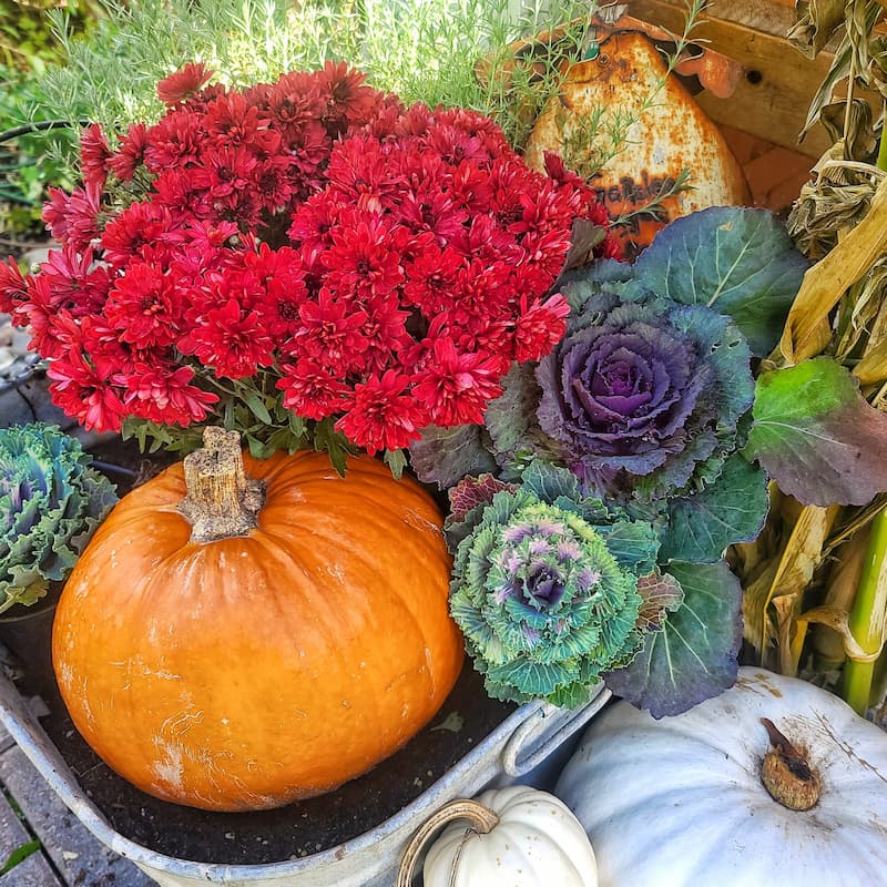 pumpkins, mums and ornamental cabbage and kale in container